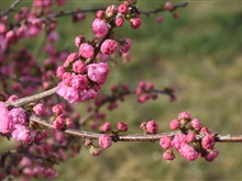 春暖花開(kāi)